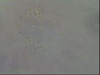 Diploechiniscus oihonnae image