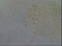 Diploechiniscus oihonnae image