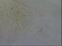 Diploechiniscus oihonnae image