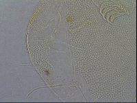 Diploechiniscus oihonnae image