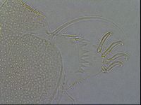 Diploechiniscus oihonnae image