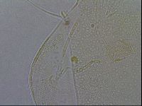 Diploechiniscus oihonnae image