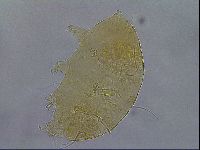 Diploechiniscus oihonnae image
