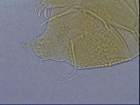 Diploechiniscus oihonnae image
