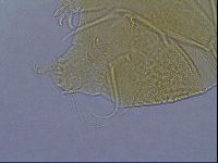 Diploechiniscus oihonnae image