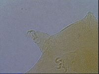 Diploechiniscus oihonnae image