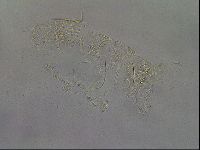 Diploechiniscus oihonnae image