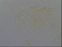 Diploechiniscus oihonnae image