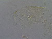 Diploechiniscus oihonnae image