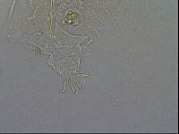 Diploechiniscus oihonnae image