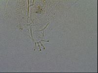 Diploechiniscus oihonnae image