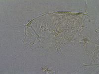 Diploechiniscus oihonnae image