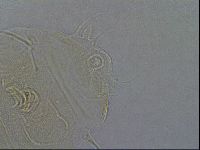 Diploechiniscus oihonnae image