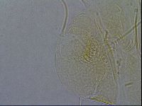 Diploechiniscus oihonnae image