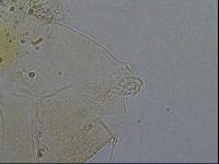 Diploechiniscus oihonnae image