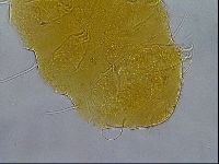 Diploechiniscus oihonnae image