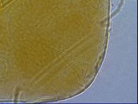 Diploechiniscus oihonnae image
