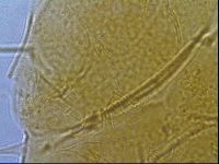 Diploechiniscus oihonnae image