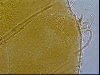 Diploechiniscus oihonnae image