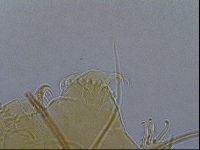 Diploechiniscus oihonnae image