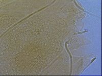 Diploechiniscus oihonnae image