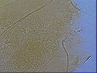 Diploechiniscus oihonnae image