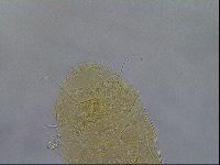 Diploechiniscus oihonnae image