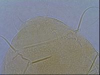 Diploechiniscus oihonnae image