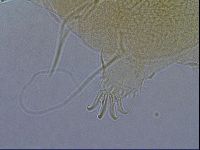 Diploechiniscus oihonnae image