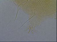 Diploechiniscus oihonnae image