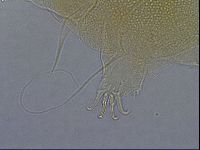 Diploechiniscus oihonnae image