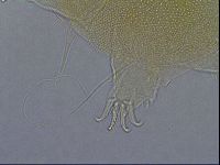 Diploechiniscus oihonnae image