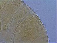 Diploechiniscus oihonnae image