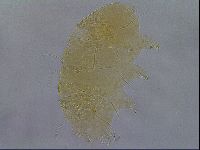 Diploechiniscus oihonnae image