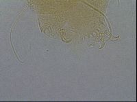 Diploechiniscus oihonnae image