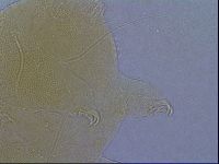 Diploechiniscus oihonnae image