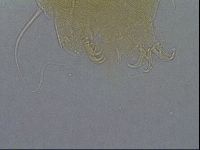 Diploechiniscus oihonnae image
