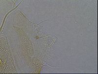 Diploechiniscus oihonnae image