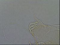 Diploechiniscus oihonnae image