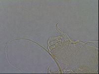Diploechiniscus oihonnae image