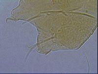Diploechiniscus oihonnae image