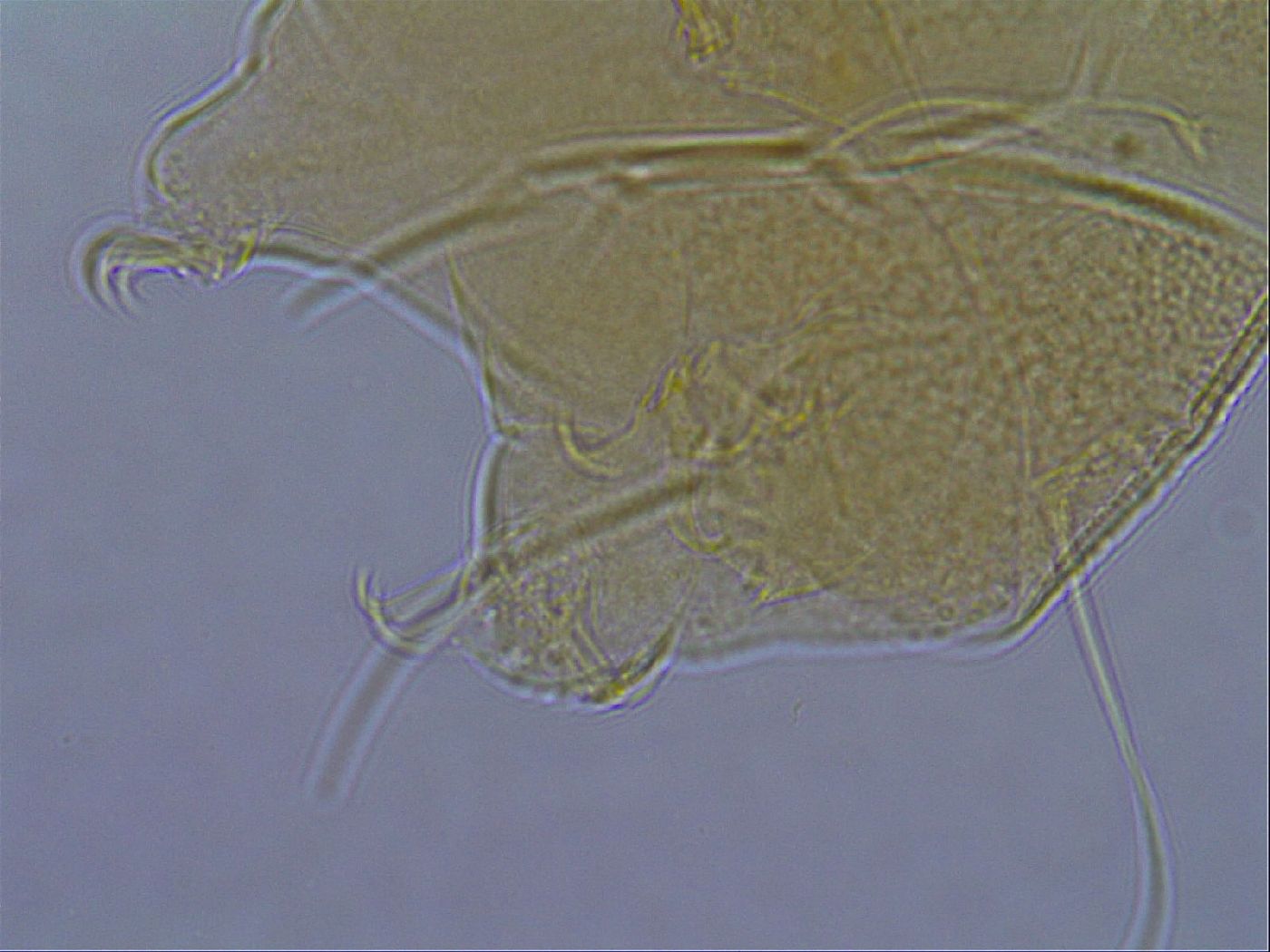Diploechiniscus oihonnae image