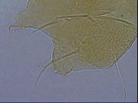 Diploechiniscus oihonnae image
