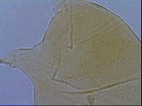 Diploechiniscus oihonnae image