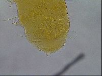 Diploechiniscus oihonnae image