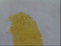 Diploechiniscus oihonnae image
