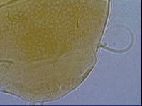 Diploechiniscus oihonnae image