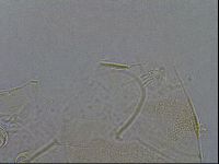 Diploechiniscus oihonnae image