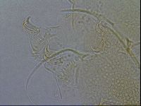 Diploechiniscus oihonnae image