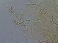 Diploechiniscus oihonnae image